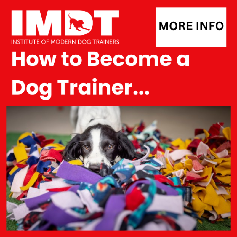 How to Become A Dog Trainer