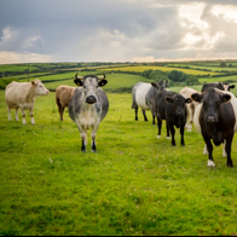 New laws to protect farm animals